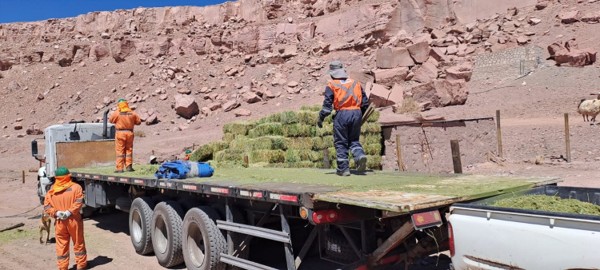 forraje Formulación de proyecto “Diseño e implementación de cámara de frío para agregar valor a producción frutícola”